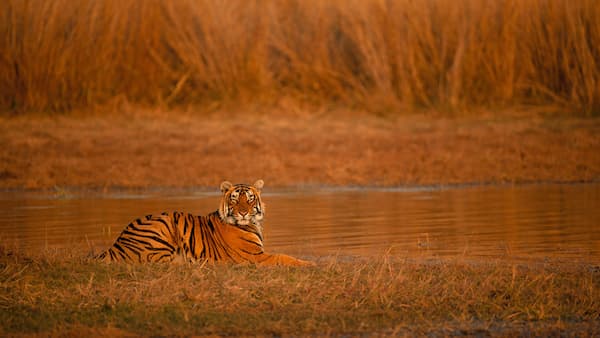 Ranthambore