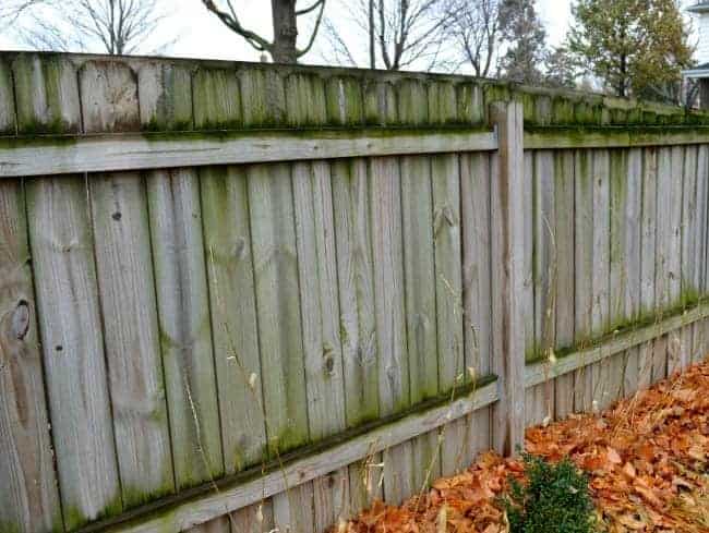 Weathered wood fence with green moss before cleaning