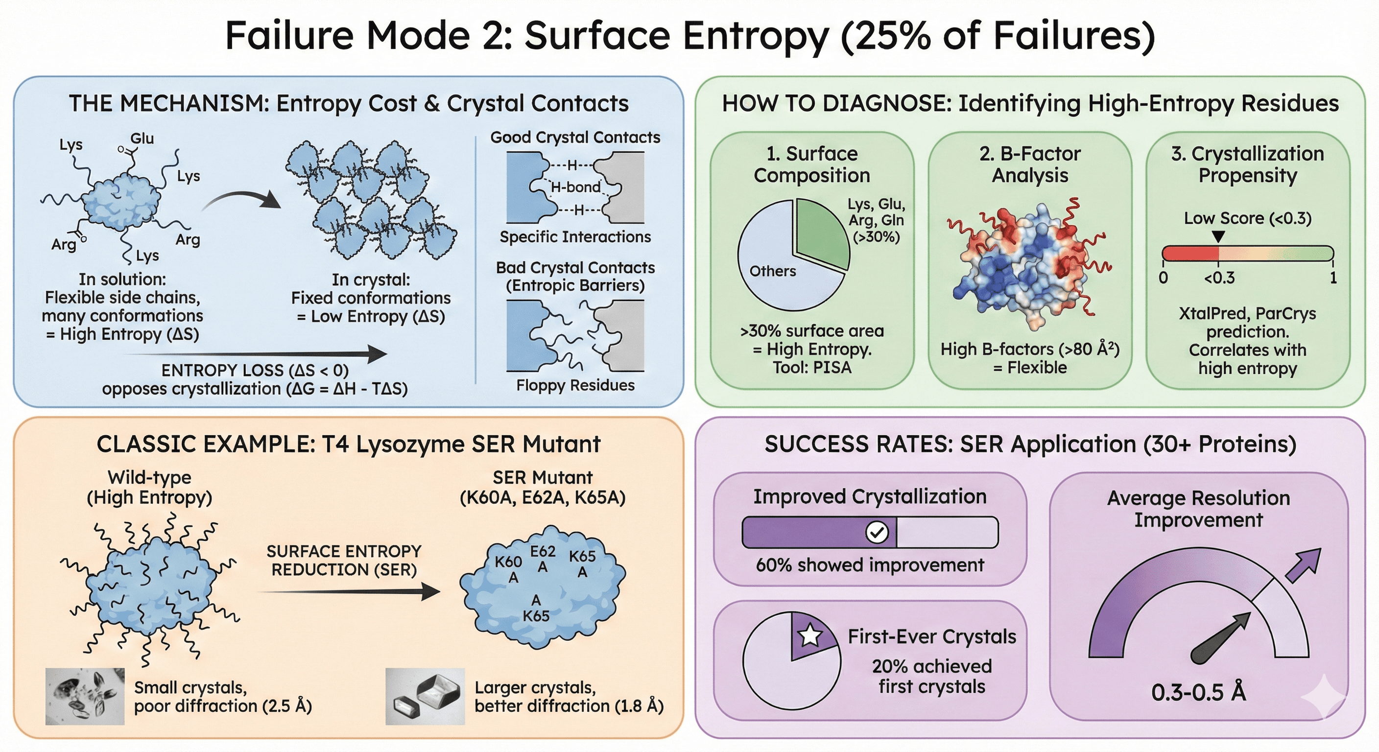 Diagram Showing the Impact of Surface Entropy on Protein Crystallization