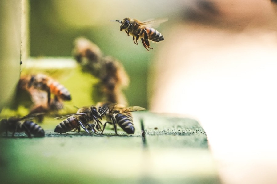 A bee coming in for landing