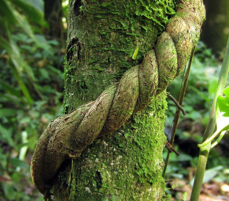 Close-up of mossy ancient vine roots in the Amazon rainforest representing Ayahuasca the Divine Mother medicine