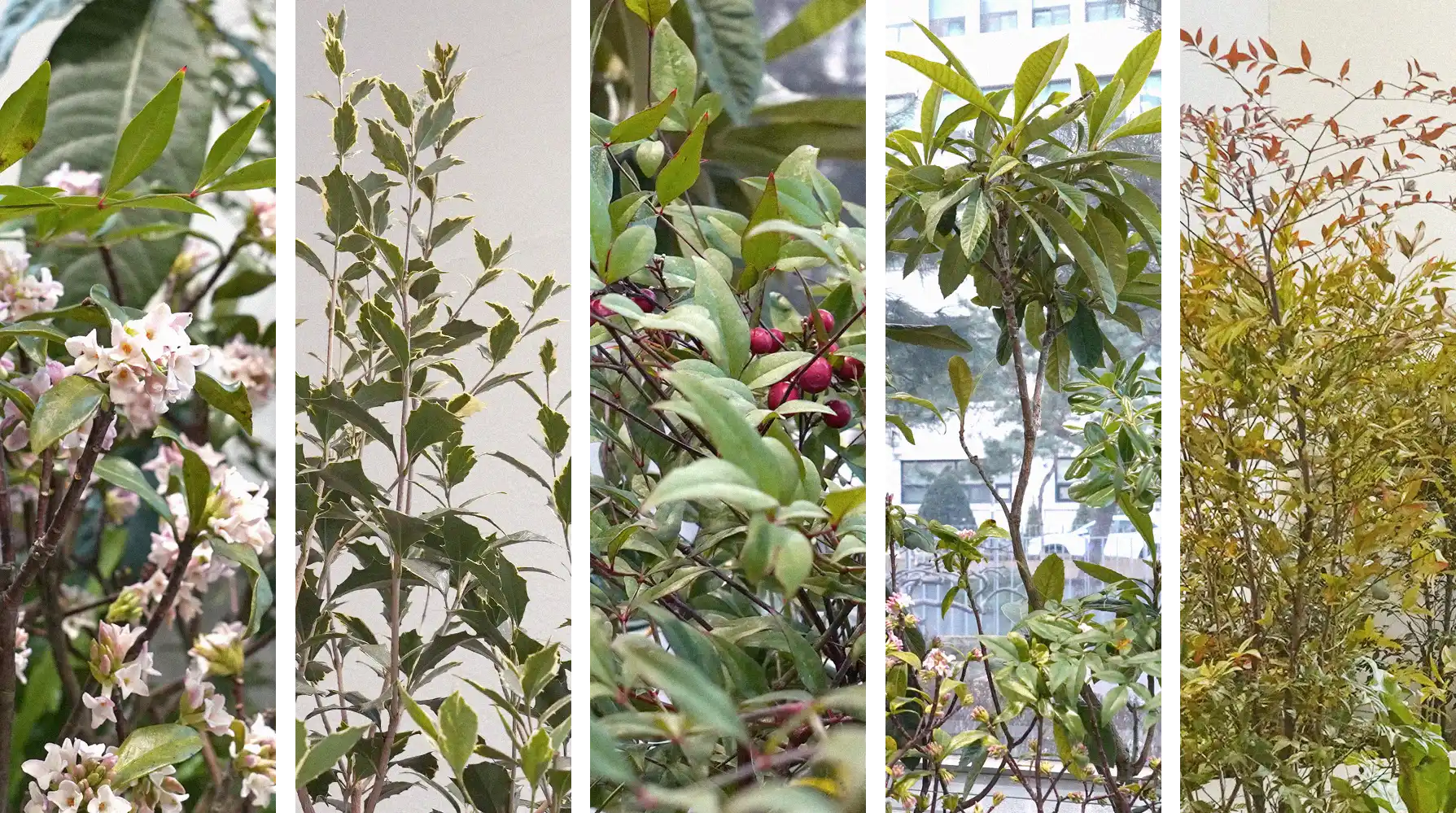 플랜테리어에 활용된 한국의 자생식물들