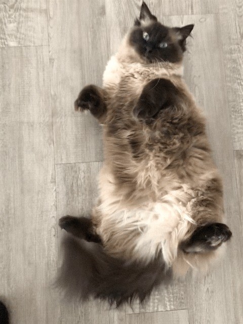 ragdoll cat sitting