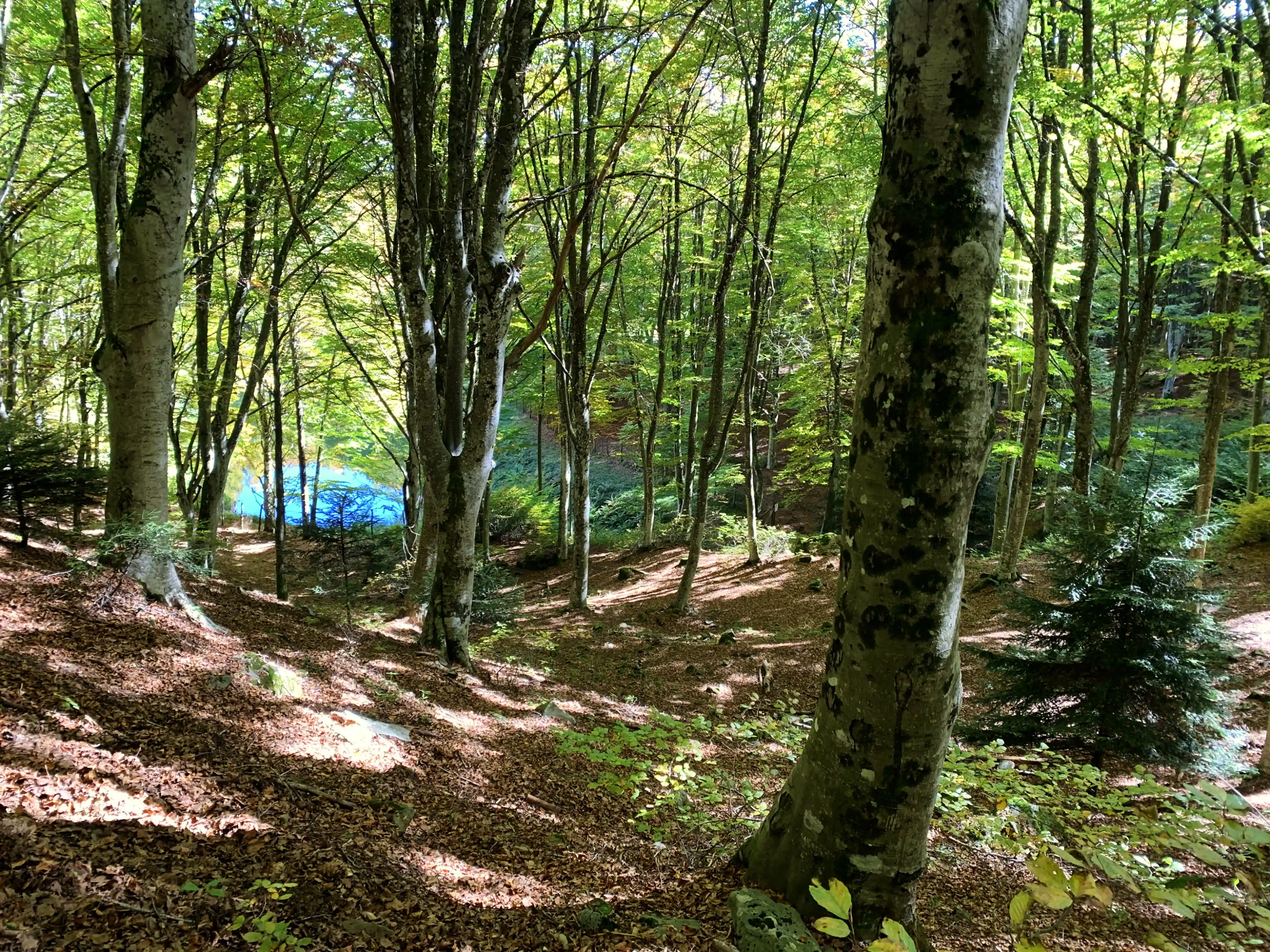 Bosco di faggi in Toscana, sede delle attività di outdoor education, campi estivi e corsi bushcraft a Faggeto Arezzo
