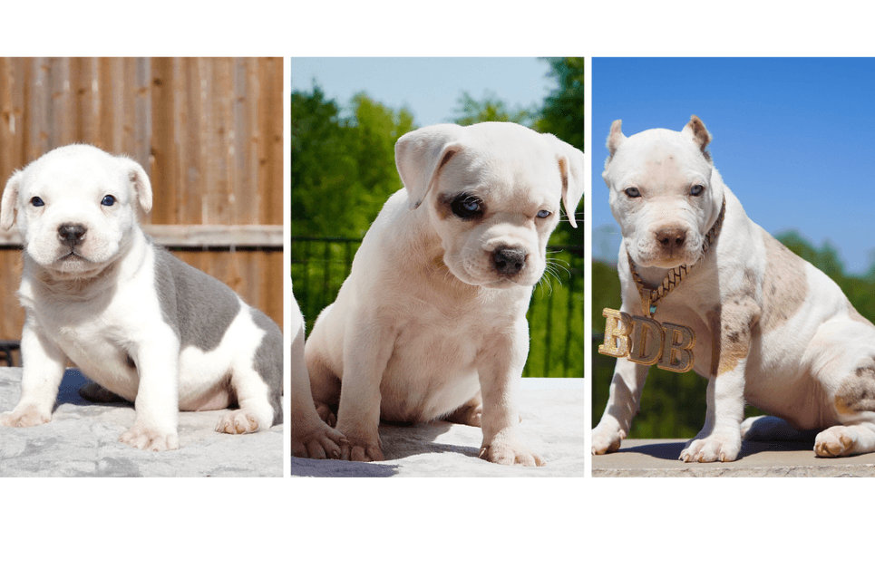 A collage of different dogs

AI-generated content may be incorrect.