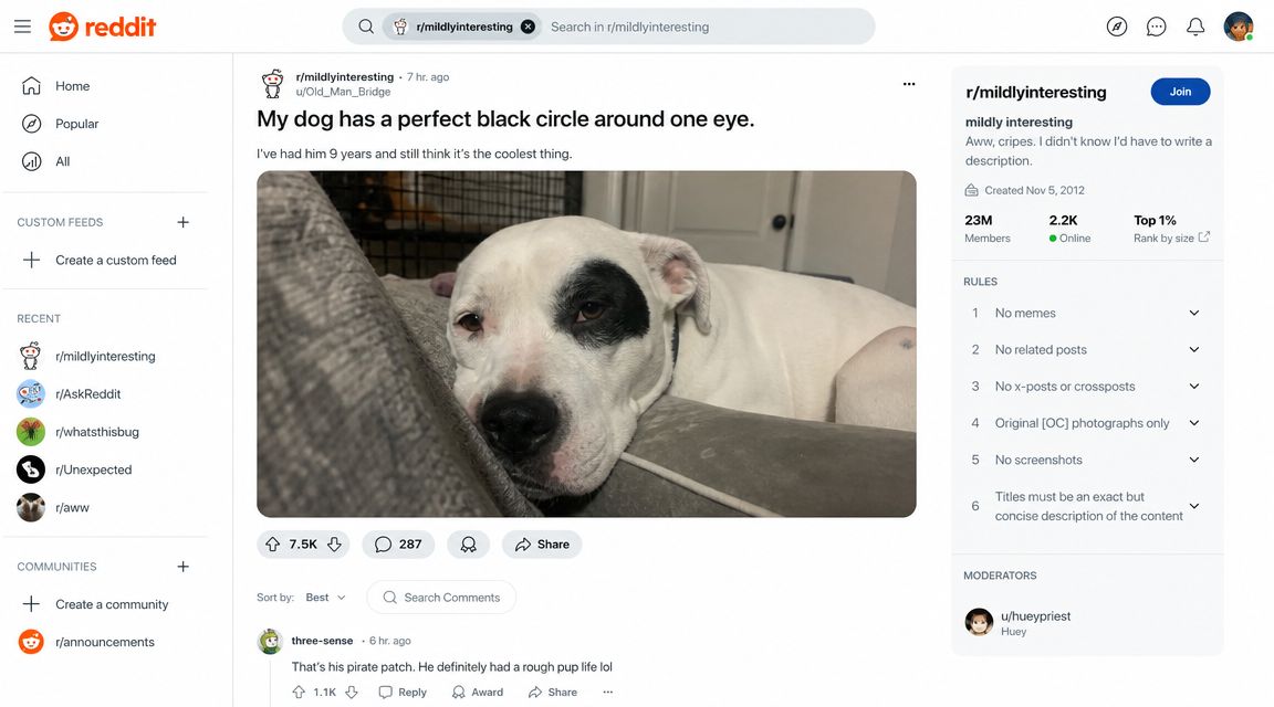 A white dog with a distinctive black circle pattern around one eye resting on a couch.