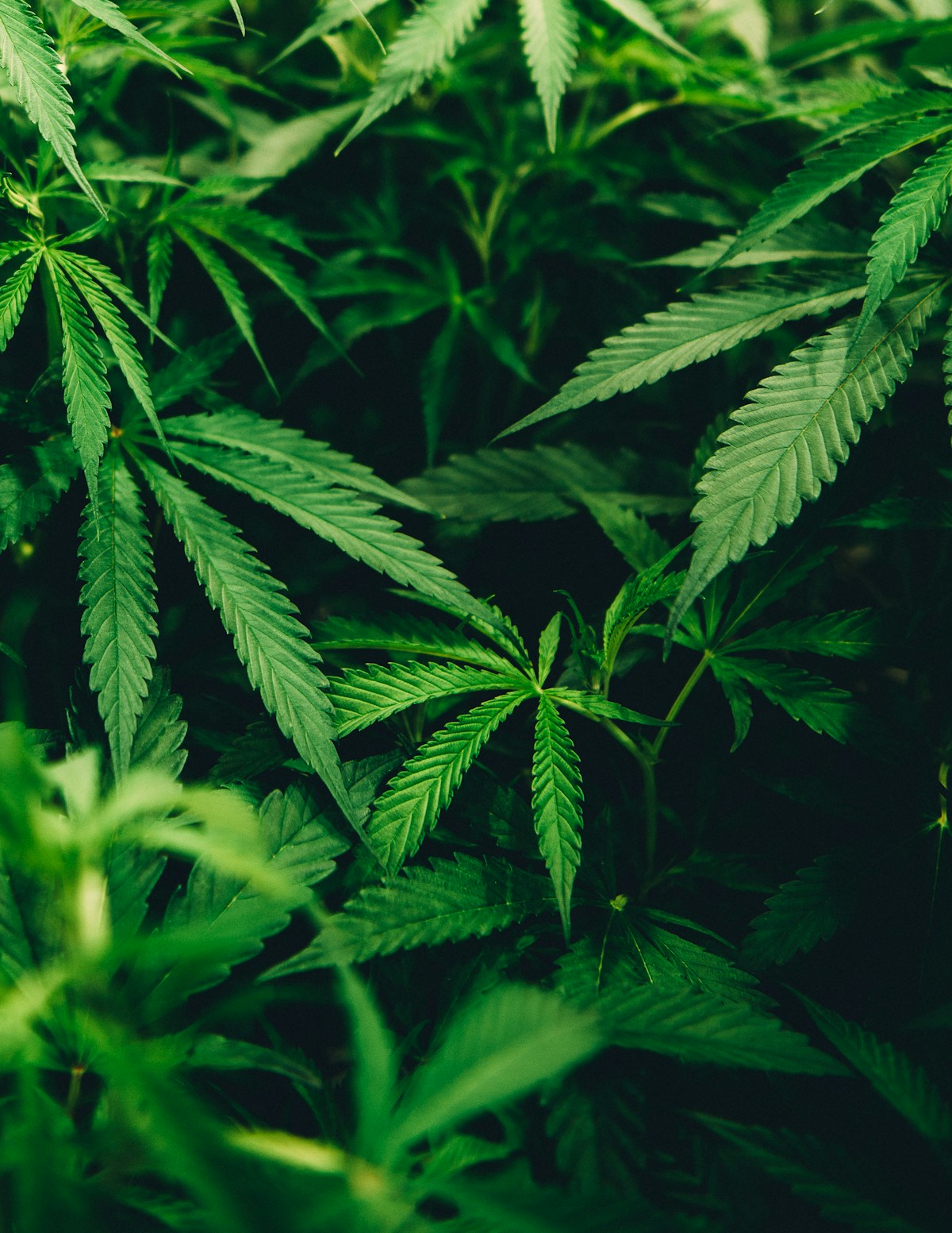 CANNABIS + COUNTERCULTURE