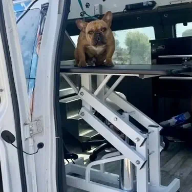 bulldog elevated on grooming lift