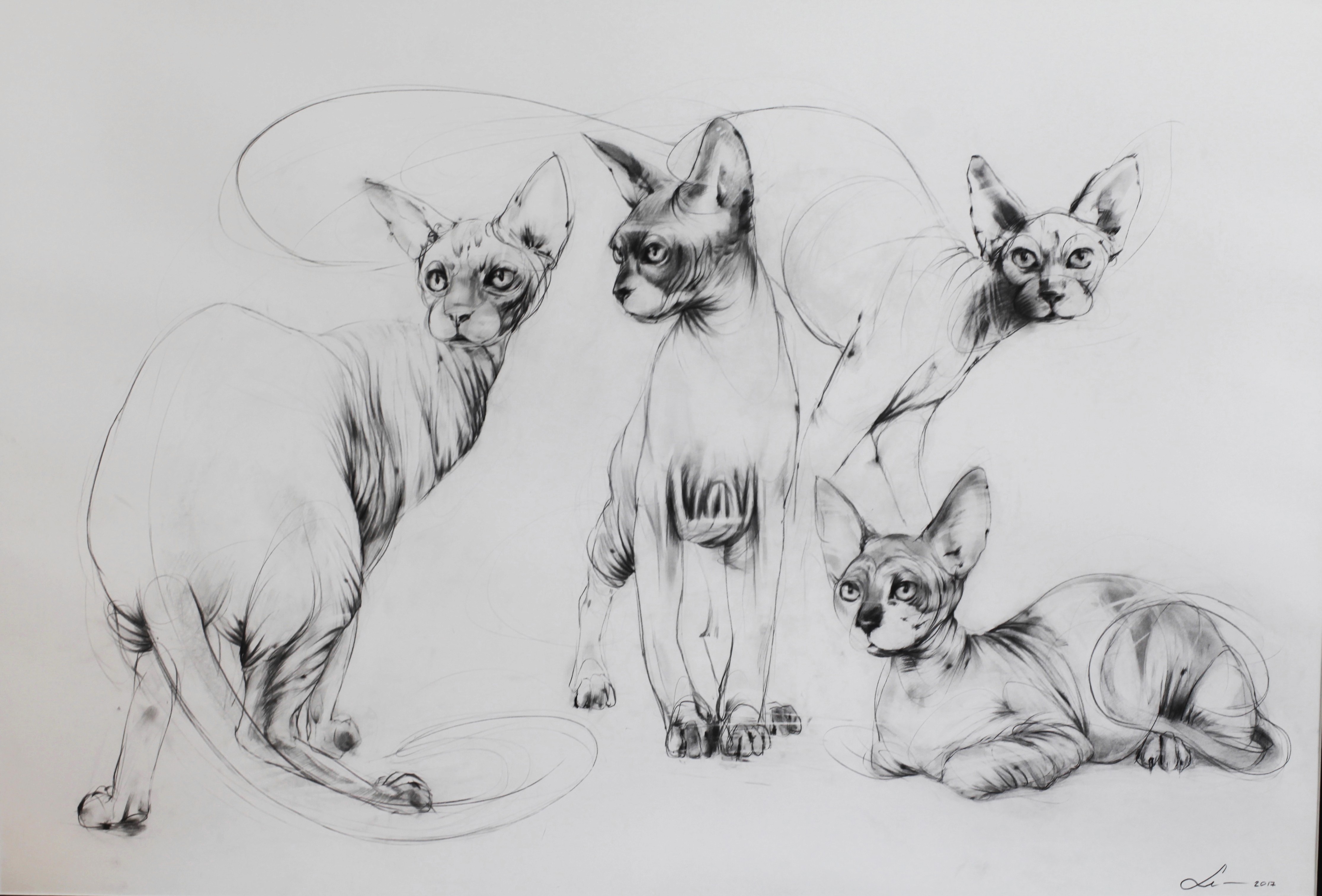 Four Sphynx cats, drawn in black-and-white with intricate shading and detail, are depicted in various poses on a plain background, emphasizing their unique hairless features and elegant forms.