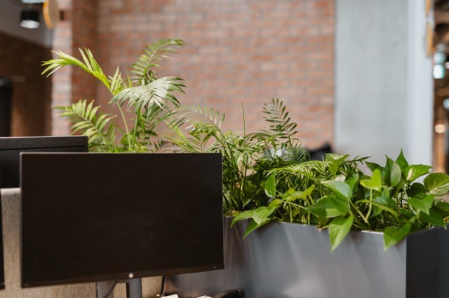 komputer w biurowcu wśród roślin