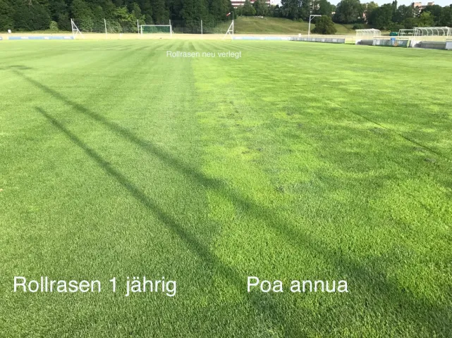 Poa annua bekämpfen mit Rollrasen