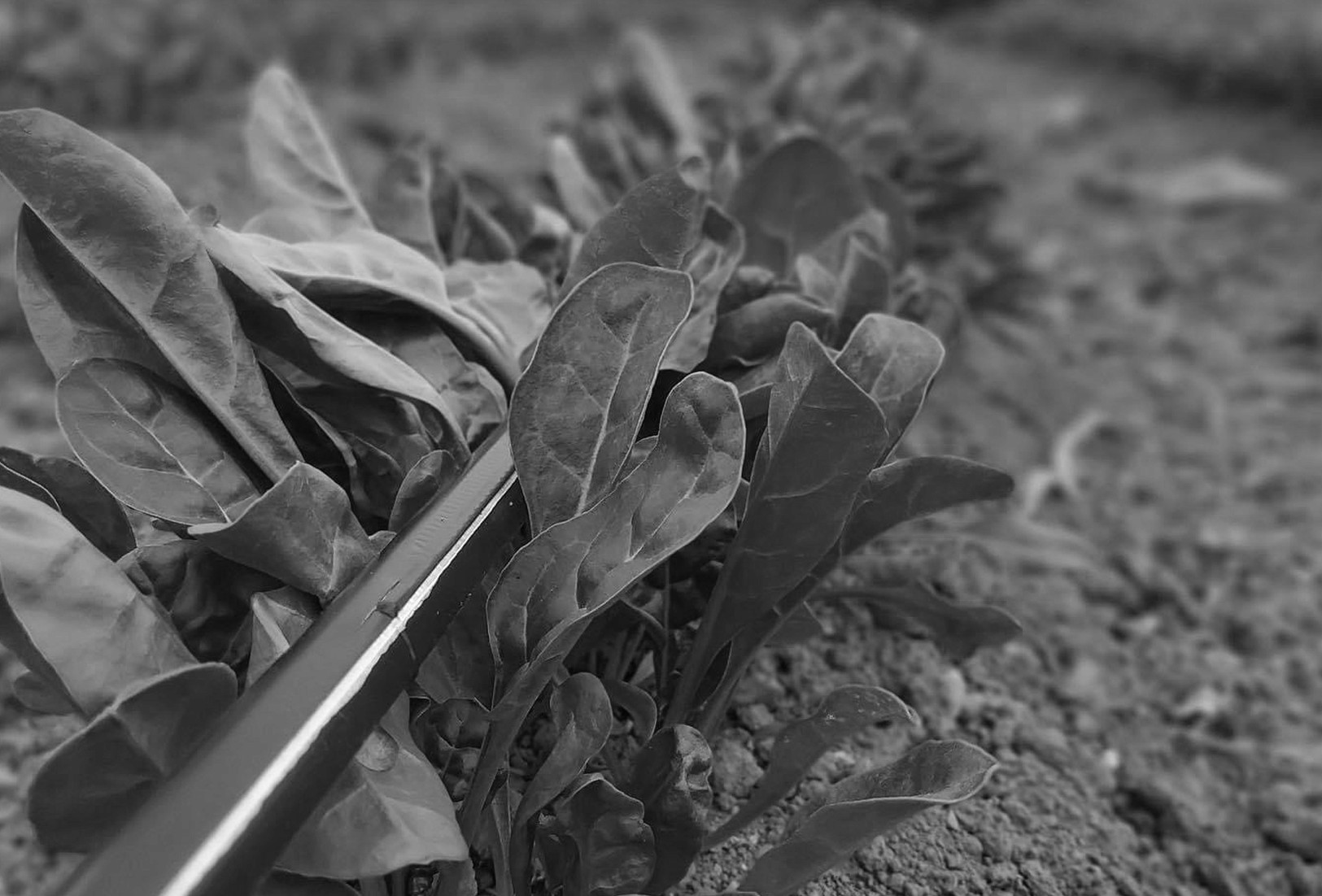Organically seasonal Salads being grown by Mcnally Family Farm to supply it to As One Restaurant Dublin