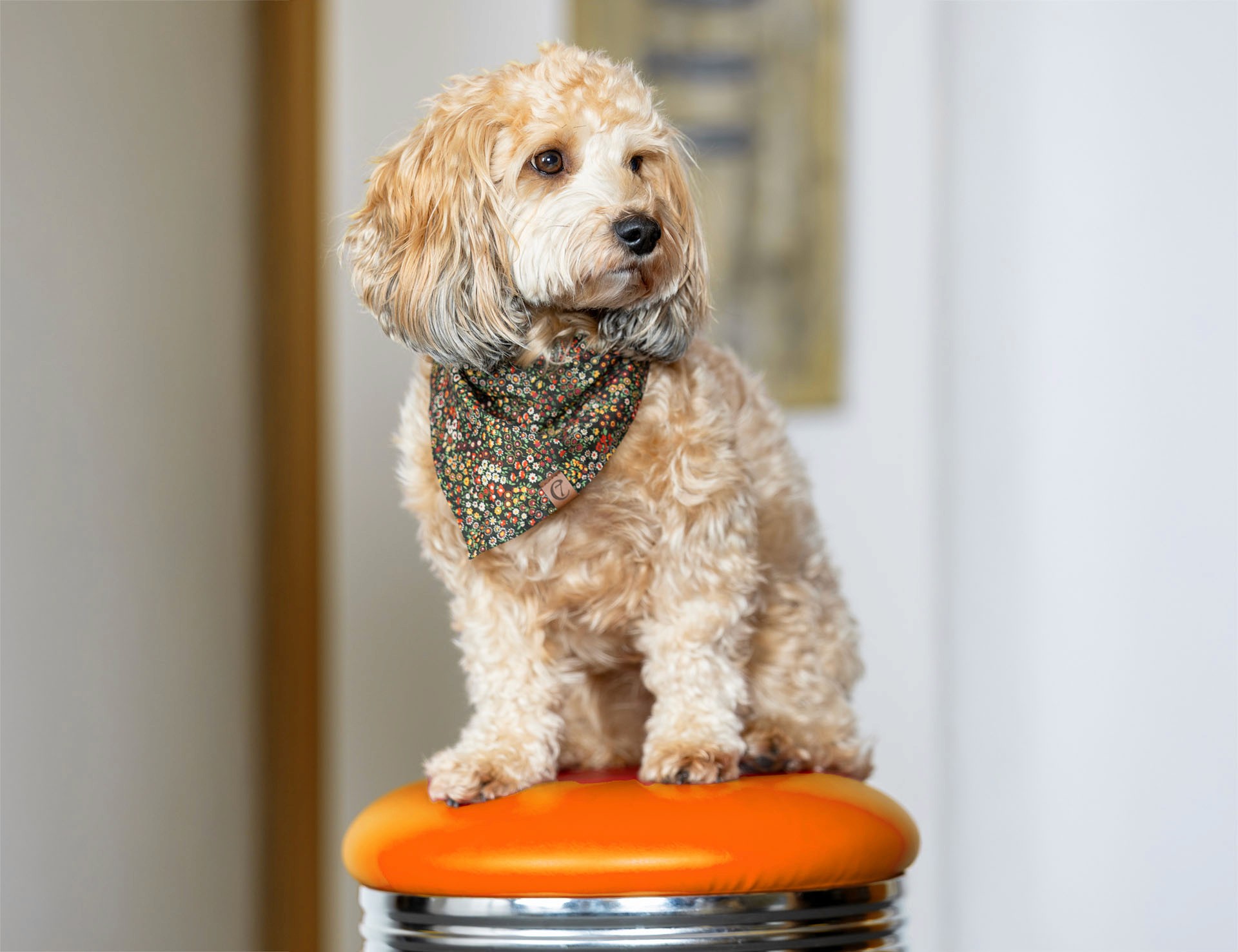 Portrait des Kanzleihundes