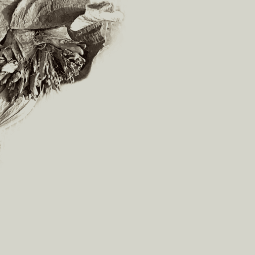 Dried floral composition in soft cream tones, blending natural textures and driftwood