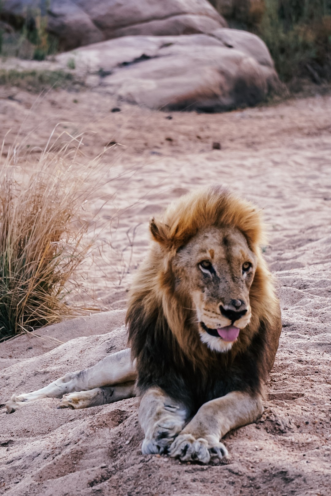 Dulini Leadwood Lodge, Sabi Sands – The Dulini Collection today