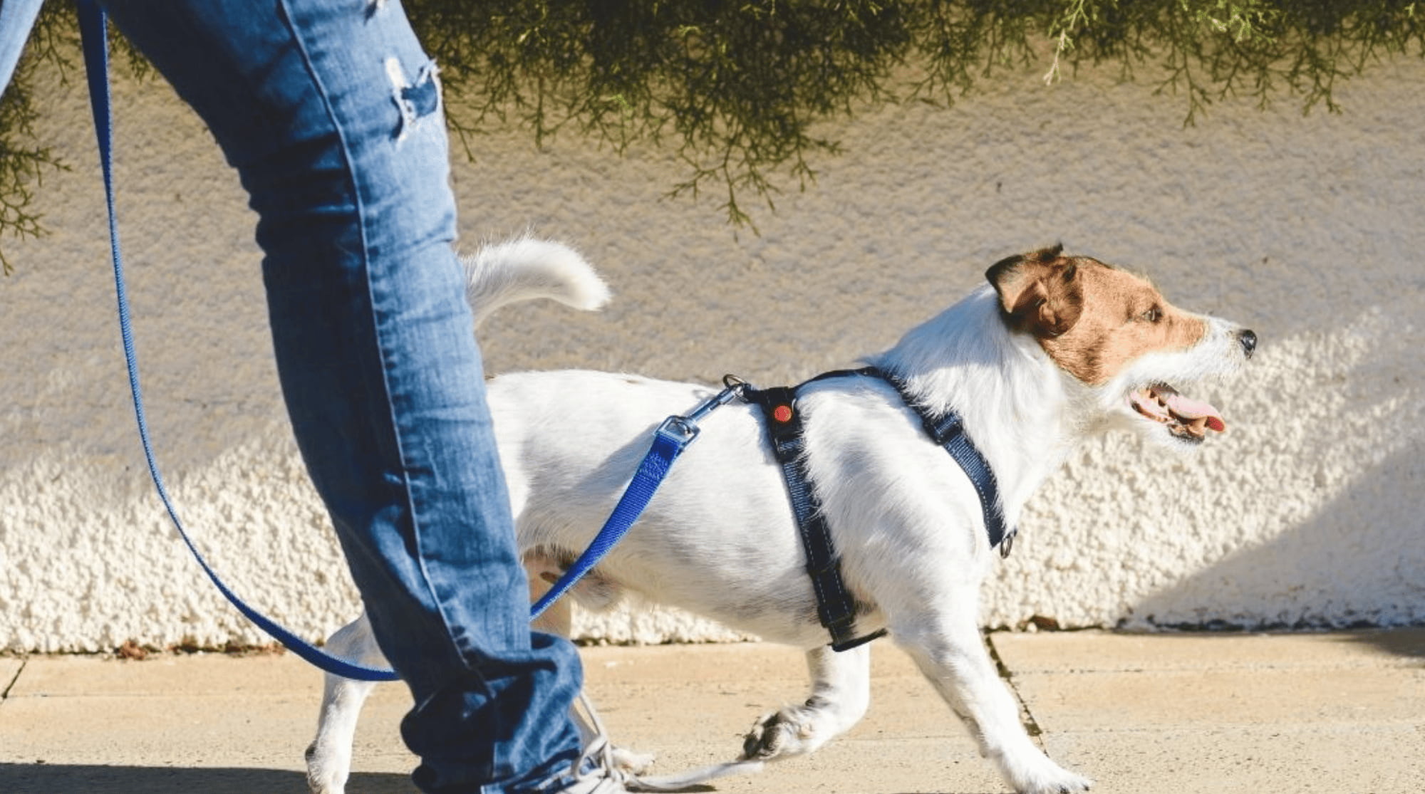 A person is walking a dog outside using a blue leash.