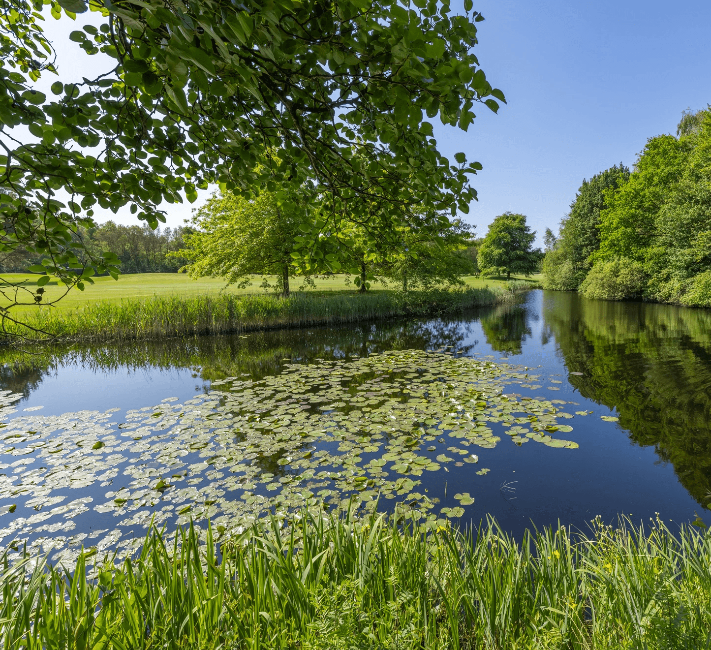 Duurzaam beheer op golfbanen. Vijver d