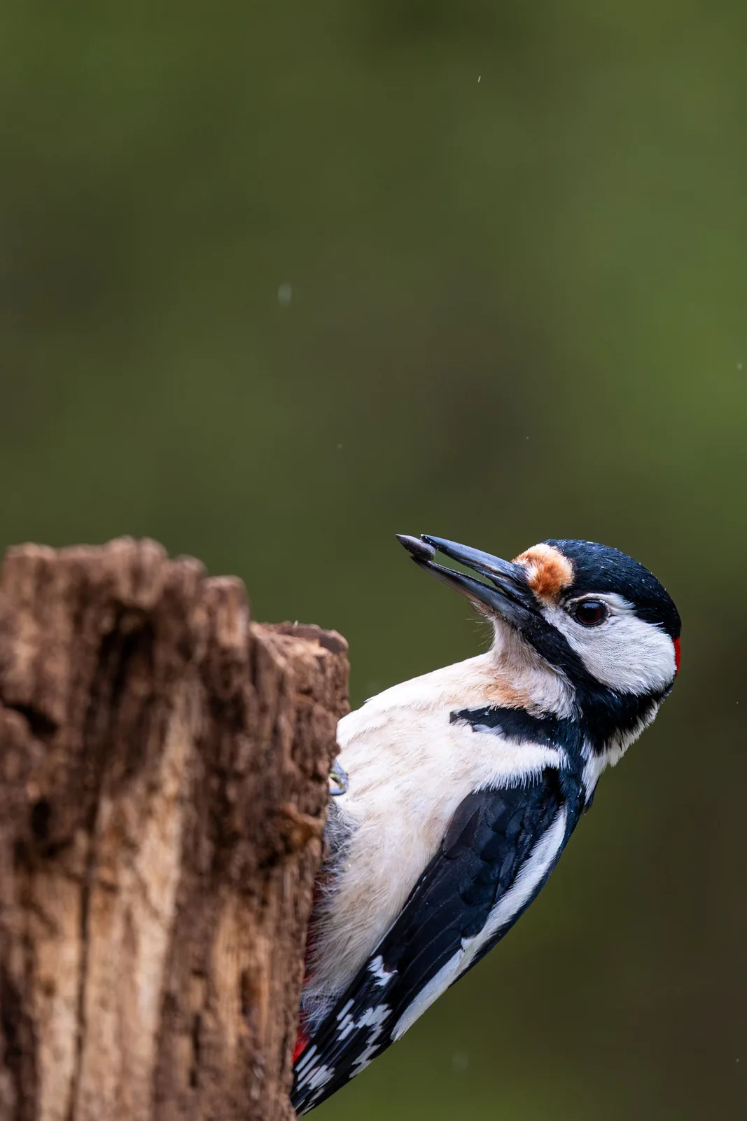Woodpecker