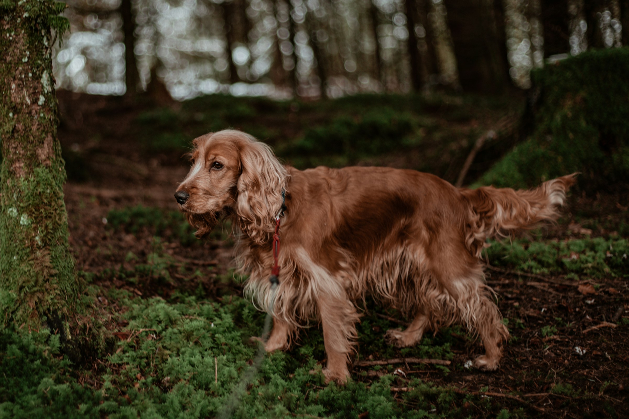 Golden English Cocker Spaniel exploring a mossy woodland floor
