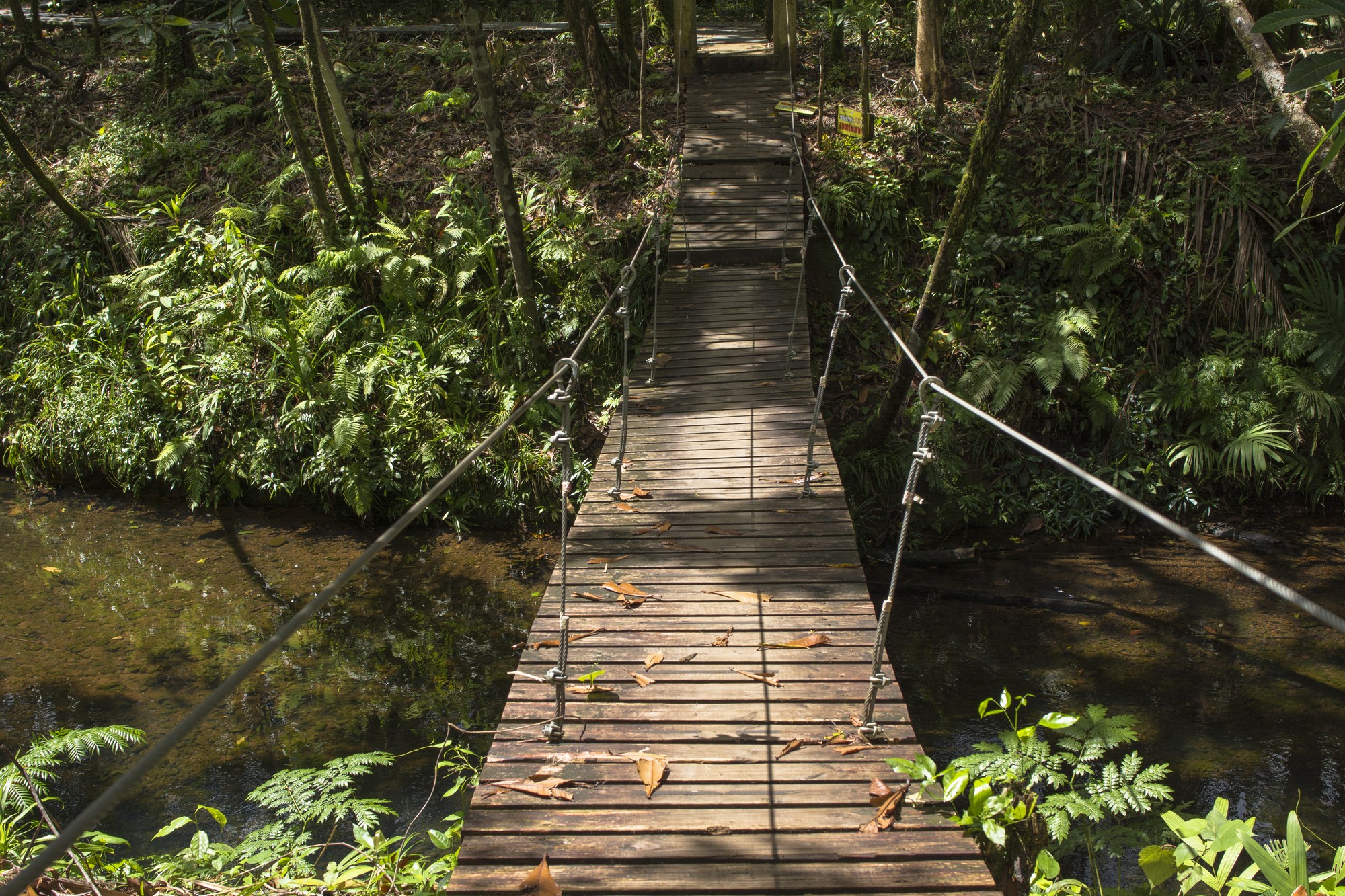 gray dolphin on the body of water