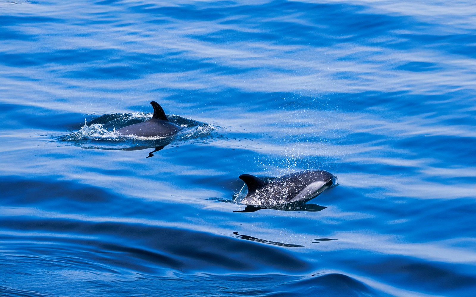 Dolphins swimming in the ocean during England Aquarium Whale Watching Cruise.