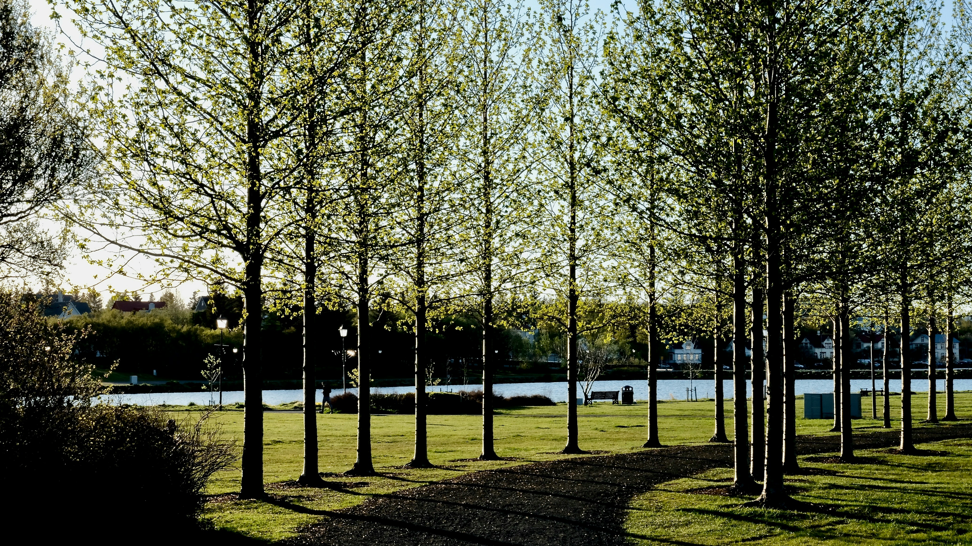 Trees lining Hljómskálagarðurinn beside Tjörnin in Reykjavík.