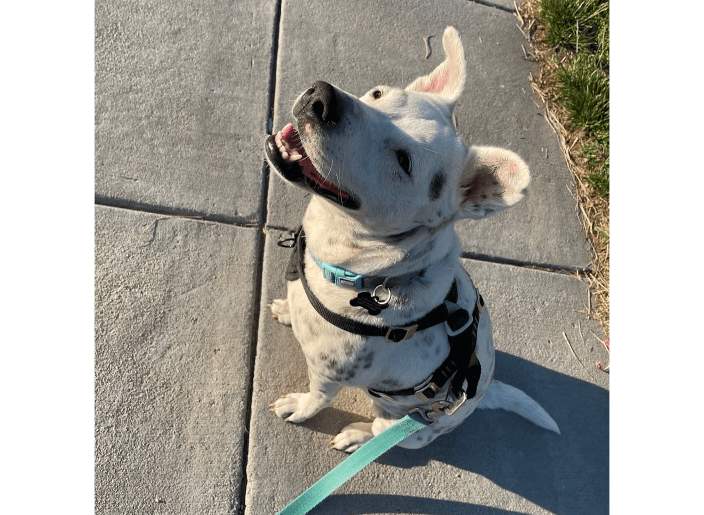 Happy Daist the dog