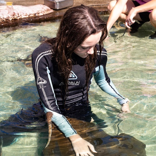 一位身穿潜水服的人在浅水中跪着，手里拿着一只黄貂鱼。背景中可以看到另一个人的腿。