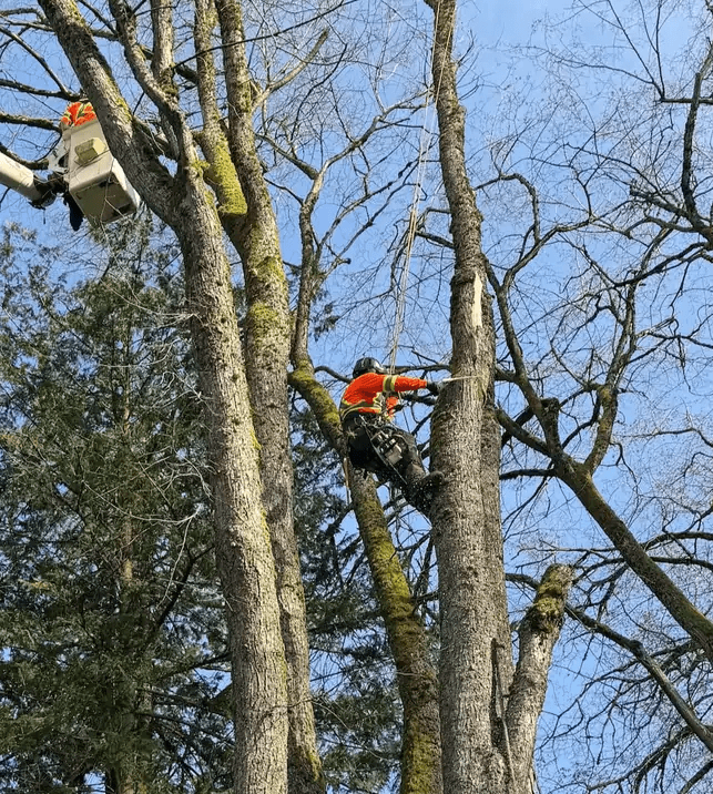 Arborists working