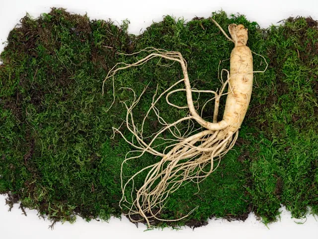Panax Ginseng on the grass
