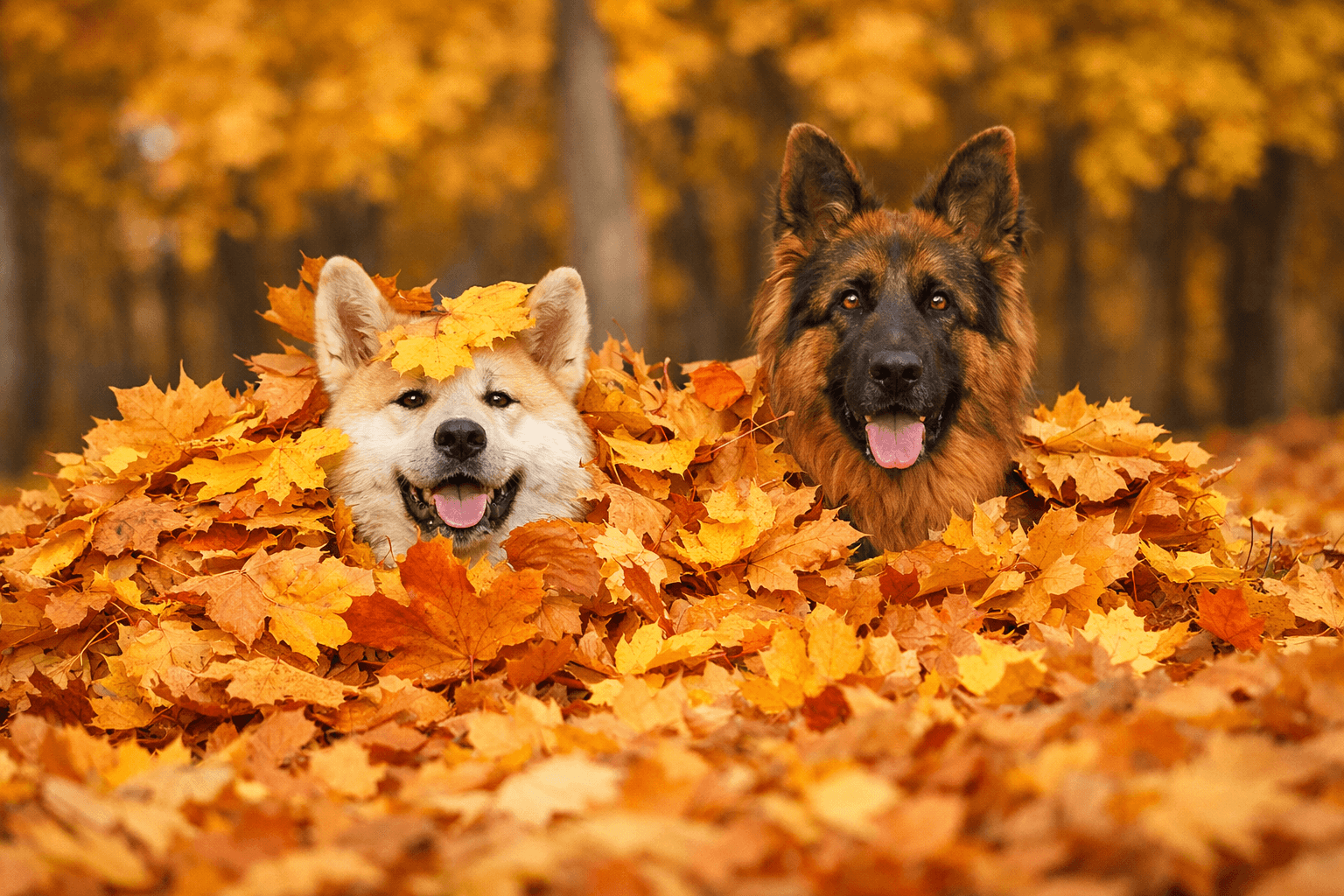 Cachorros Akita e Pastor Alemão brincando em um monte de folhas de outono em um parque, cercados por folhas amarelas e laranjas, representando um cenário natural com textura de folhas secas e fundo de árvores desfocado.