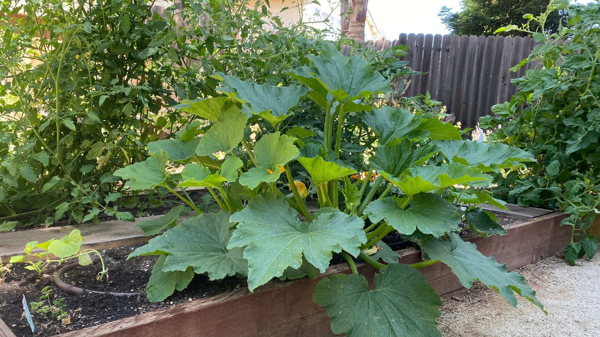 Planter Boxes