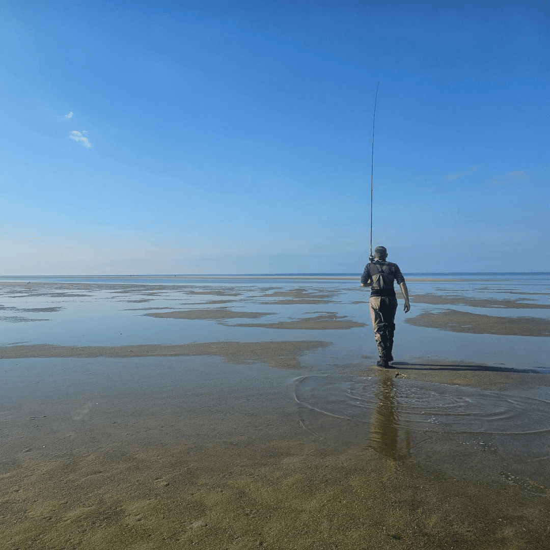 Cape Cod, stripers, striped bass