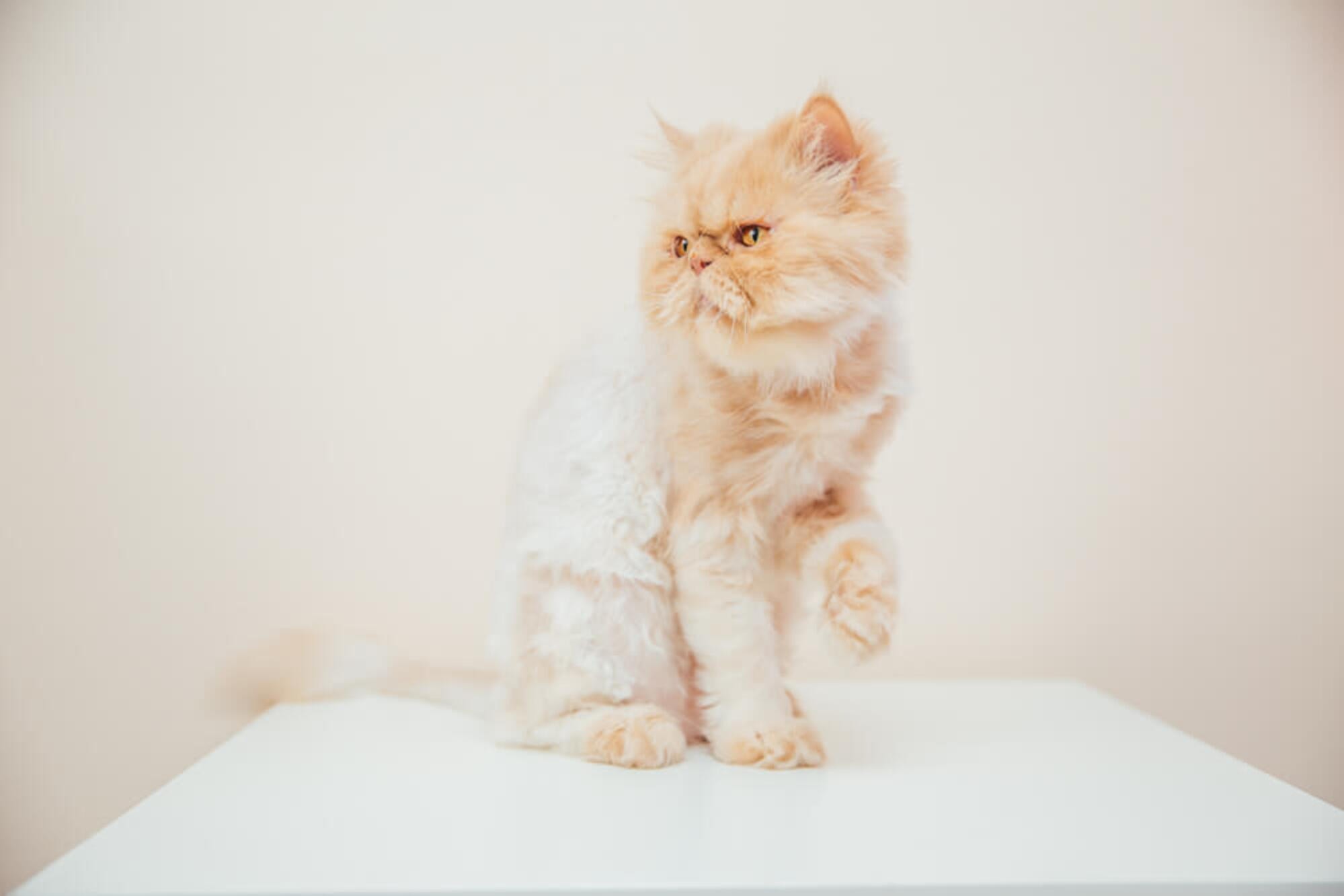 An elegant cat posing with a cream background, creating timeless, expert, cute cat photos by Mahvin Photography in Dubai, UAE.