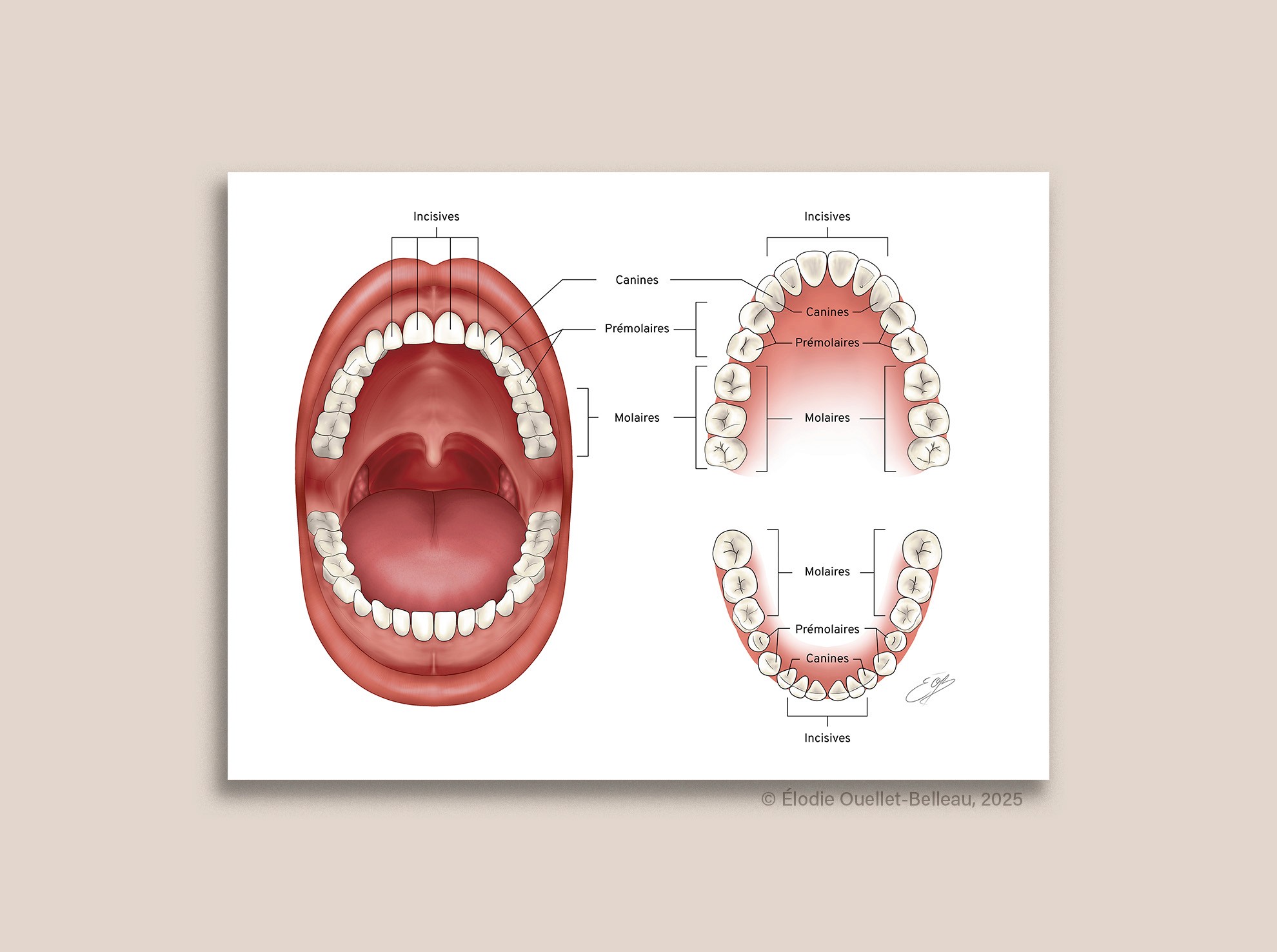 Illustration scientifique de la dentition humaine adulte par Élodie Ouellet-Belleau, illustratrice scientifique.