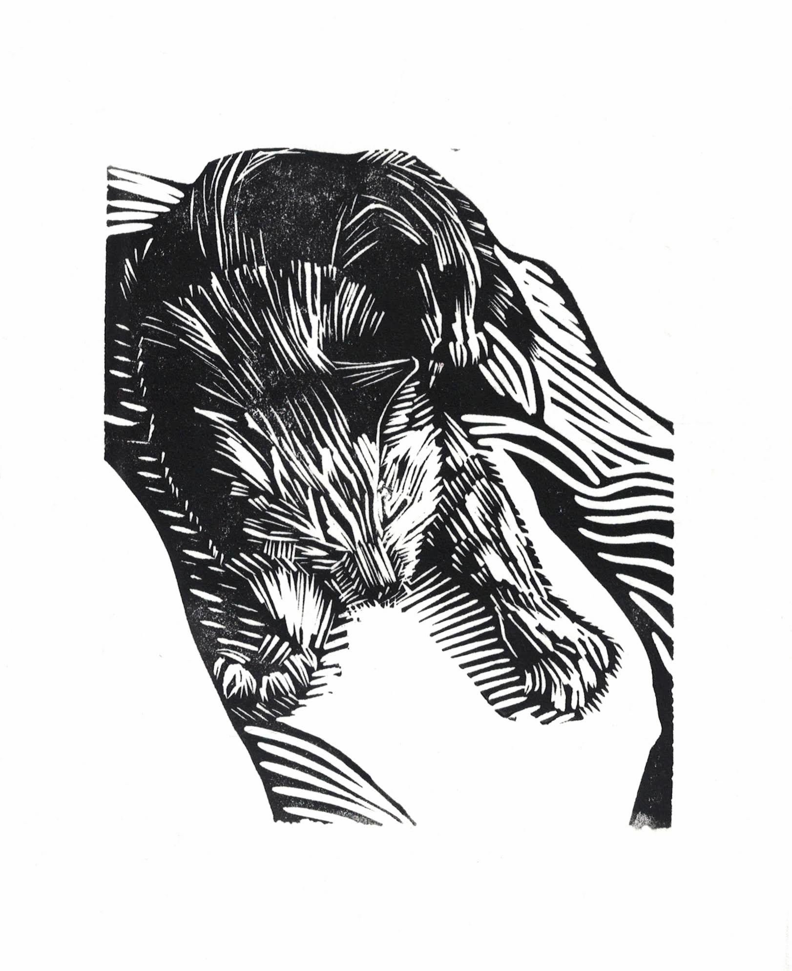 black and white relief print of a sleeping cat