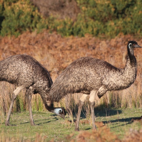 野生動物之最佳之旅