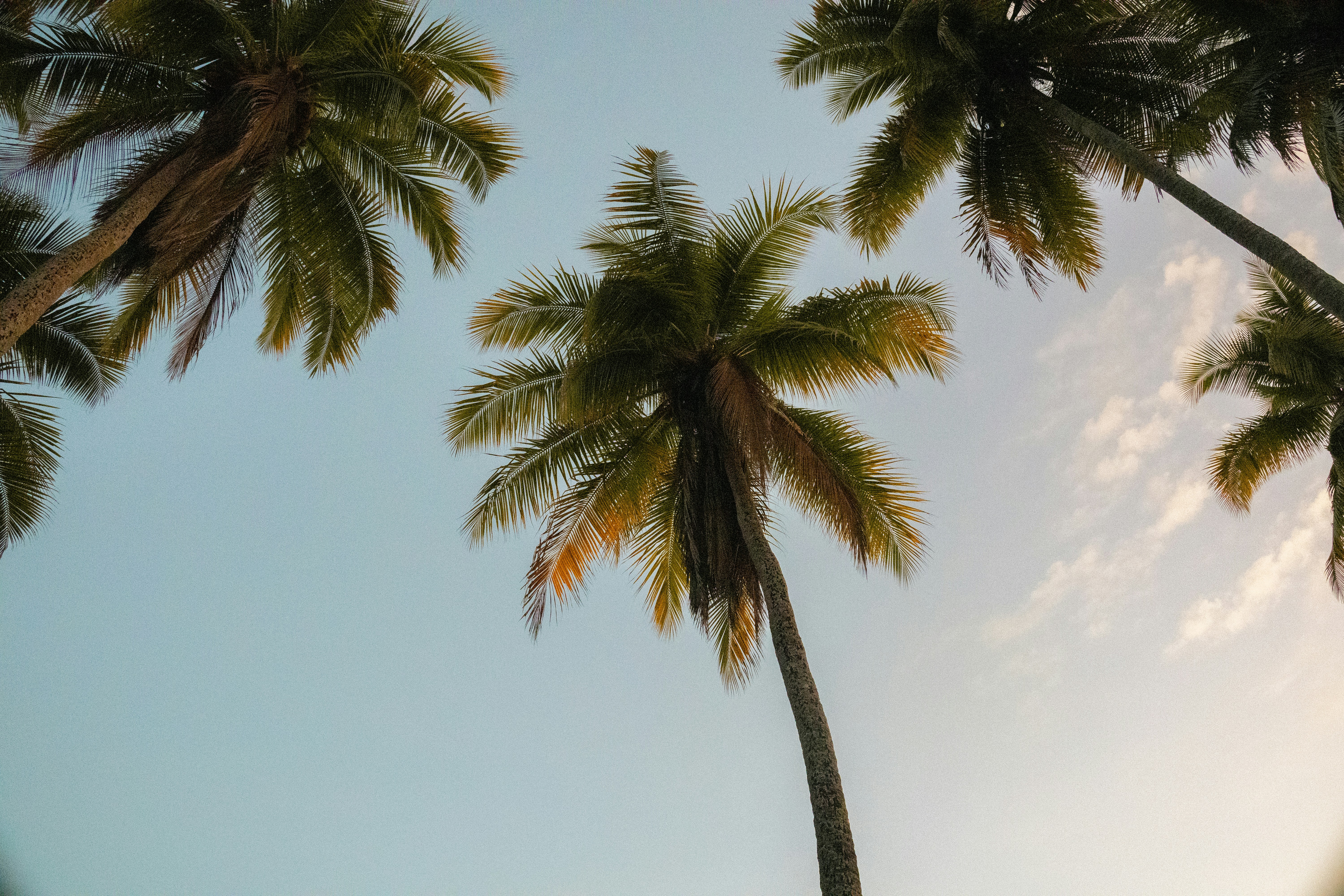 Tall palm trees against a clear blue sky
