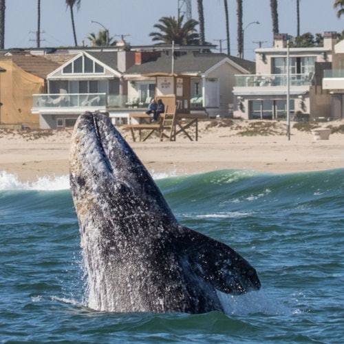 A whale breaches the water near a beach with houses, palm trees, and a lifeguard stand in the background.