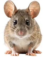 An image of a mouse.