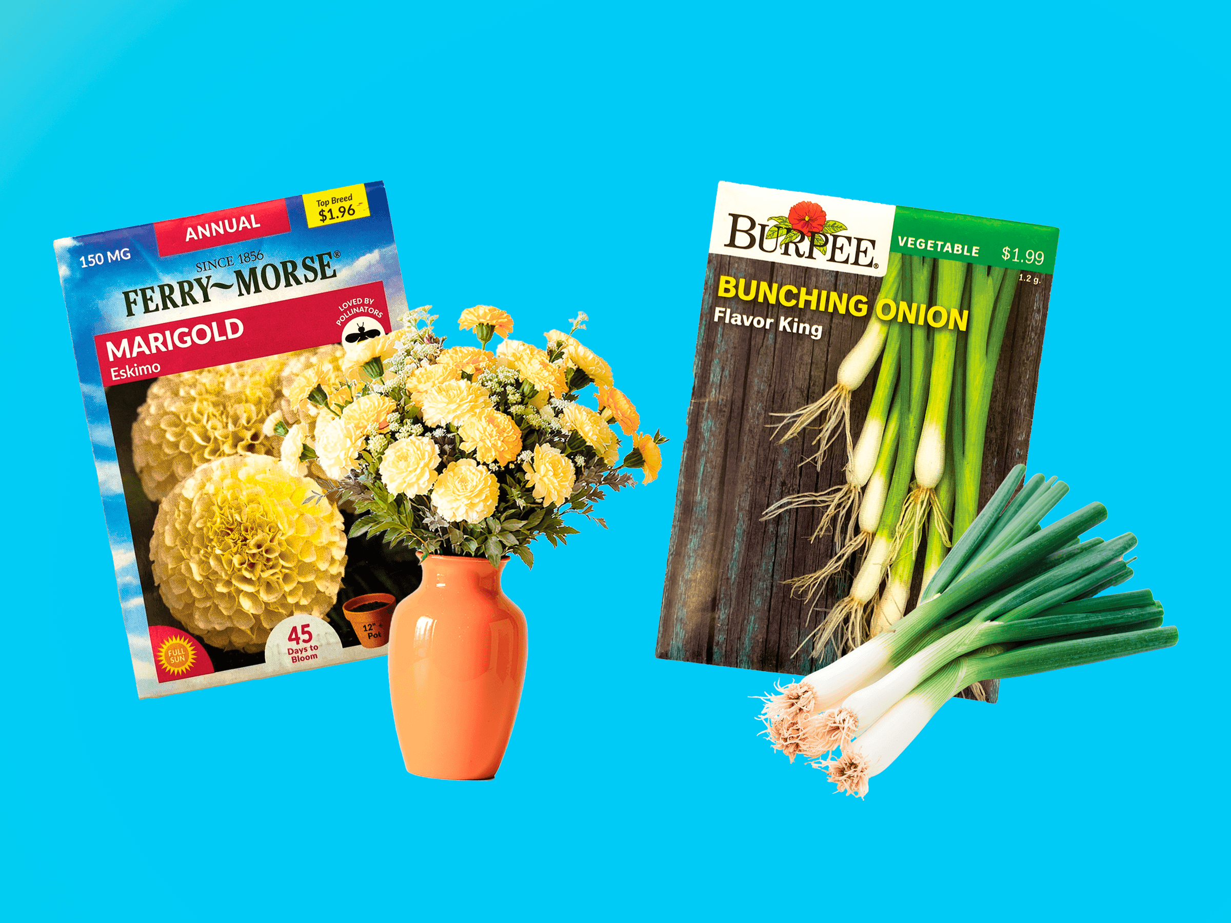 Seed package of onions and marigolds, with a bouquet of marigolds and bunching onions paired with their respective packages.