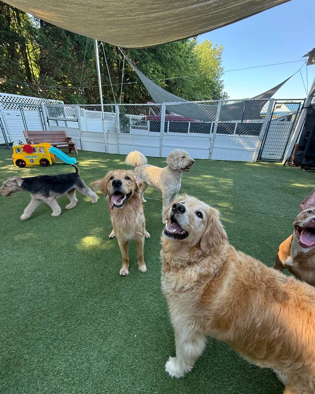 Several dogs playing together in a shaded outdoor daycare yard at Paws Life.