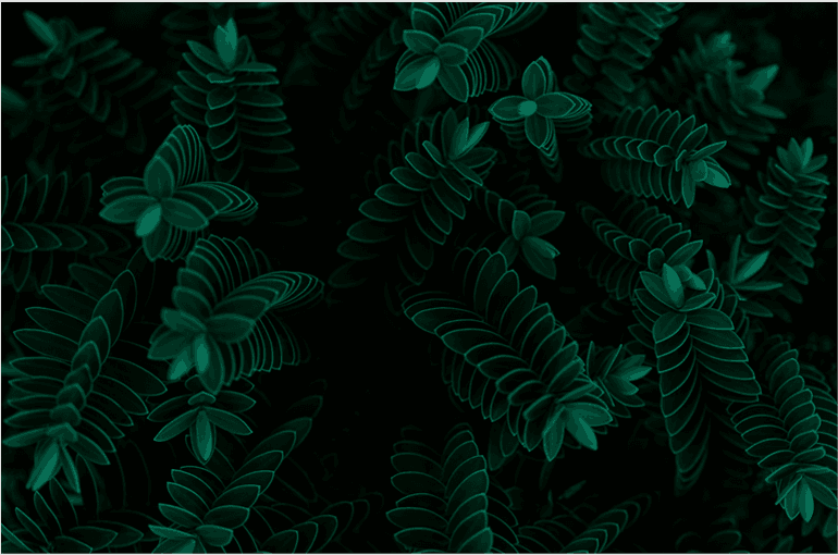 Close-up of a dark green leaf showing its textured surface and central vein against a muted background.