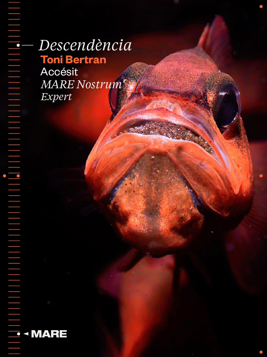 Algunas de las publicaciones realizadas para MARE en redes sociales