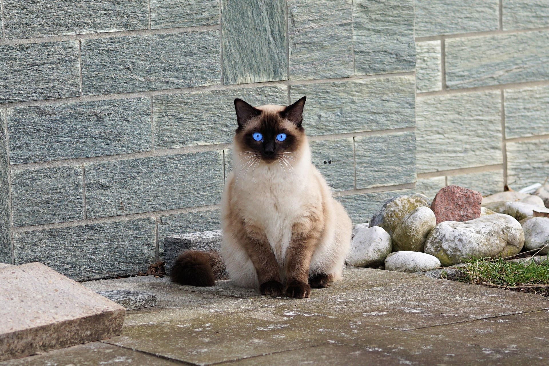 A Siamese cat with blue eyues is sitting on the cement ground.