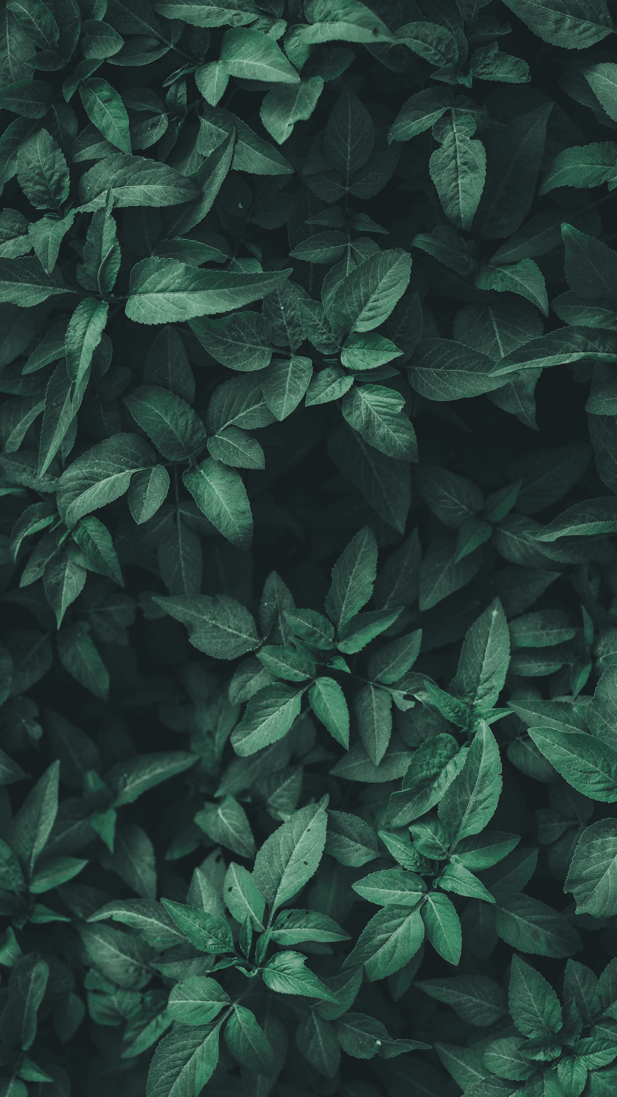 Dense dark green leaves forming a natural texture