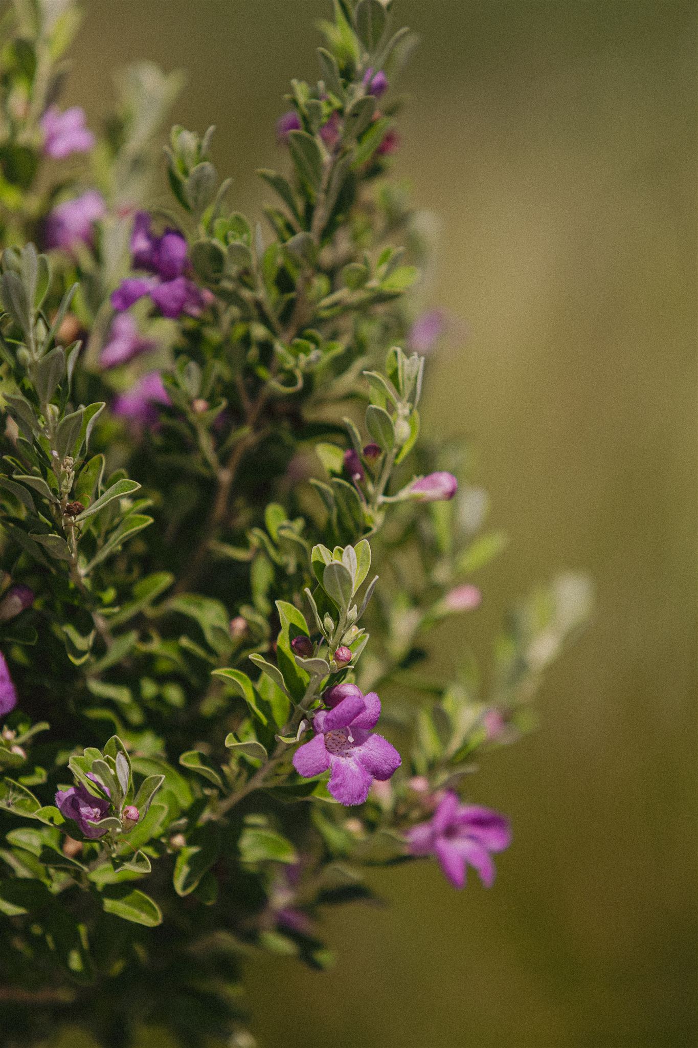 Leucophyllum frutescens Eiviss Garden