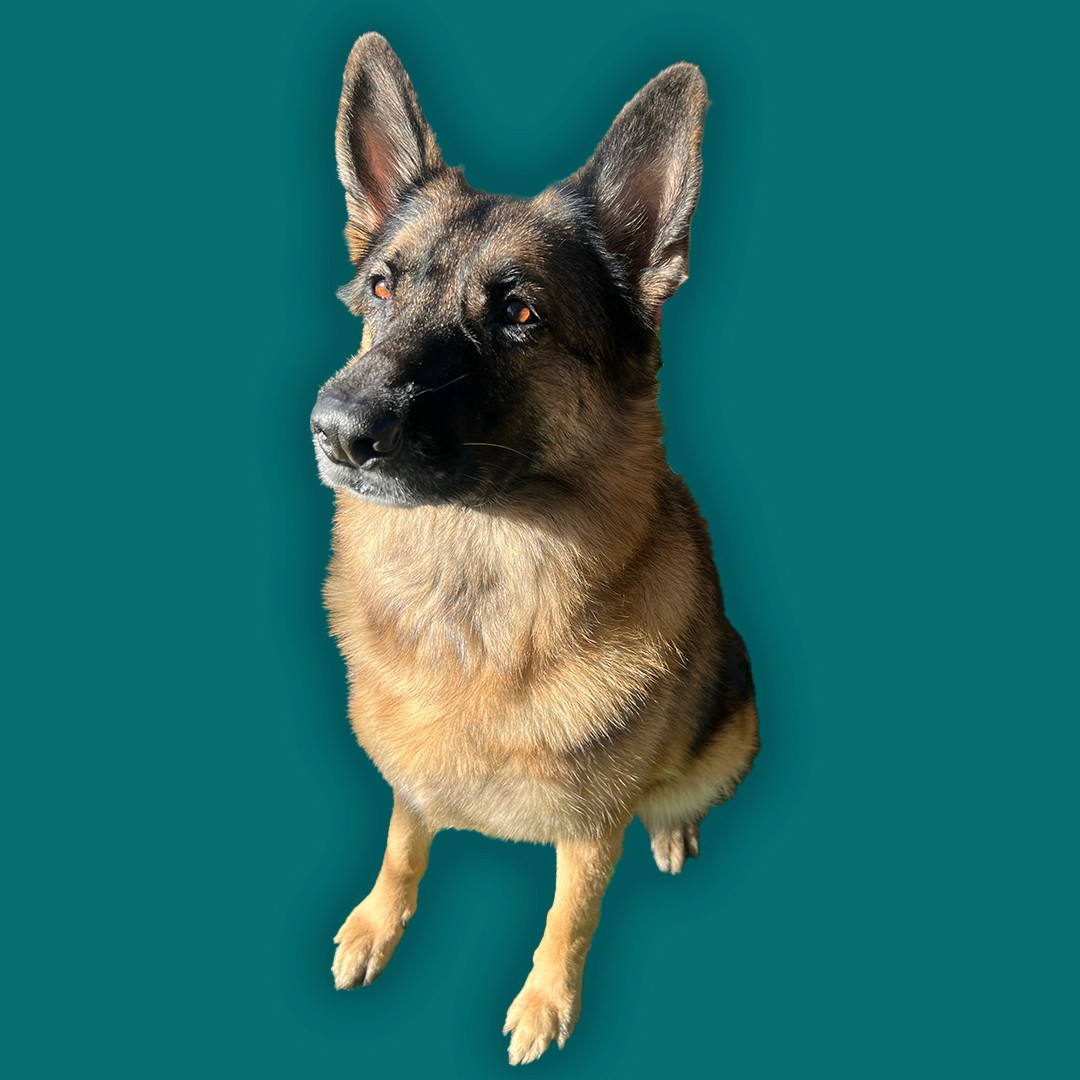 Luna the German Shepherd Dog