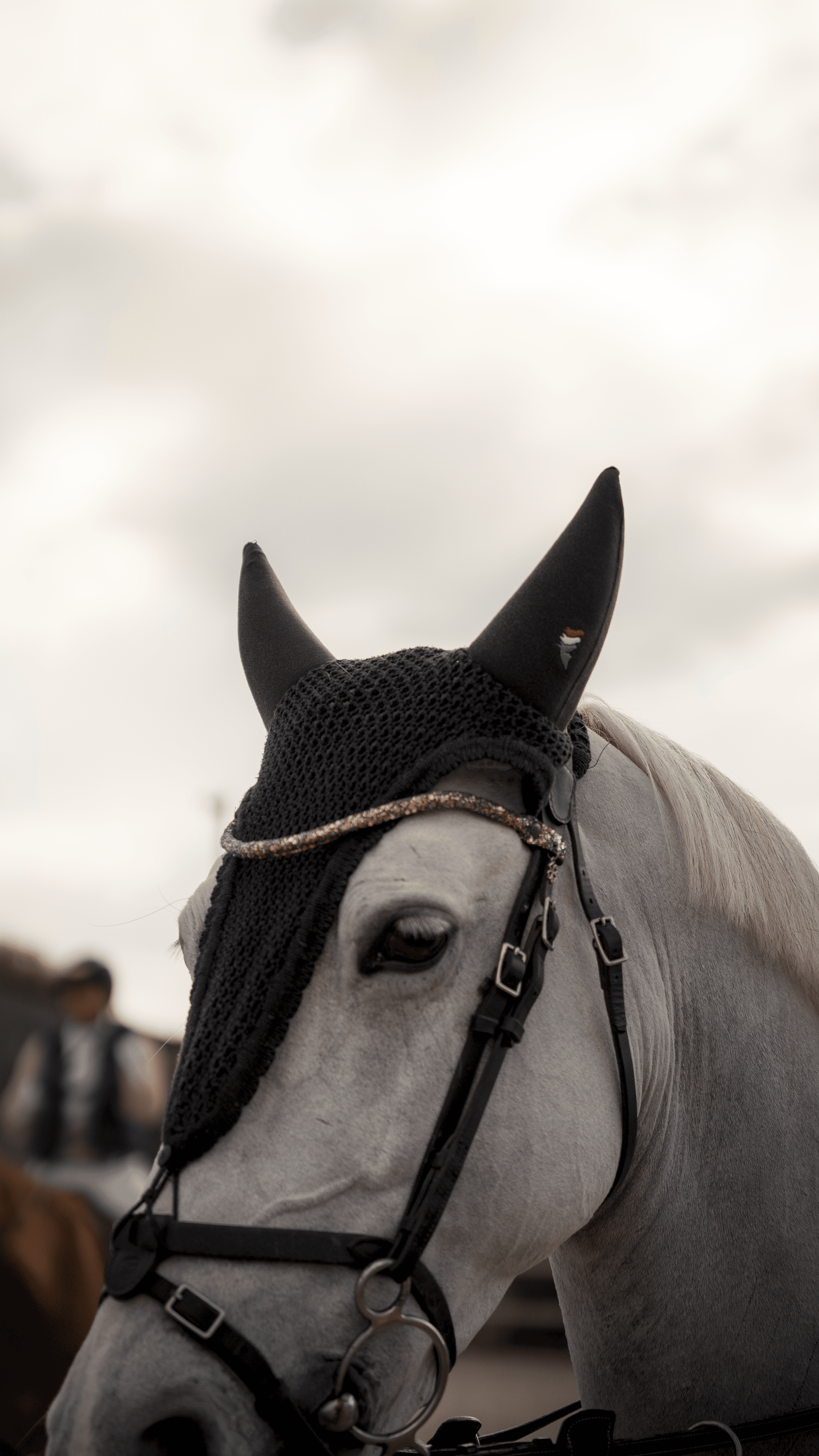 photographe-cheval