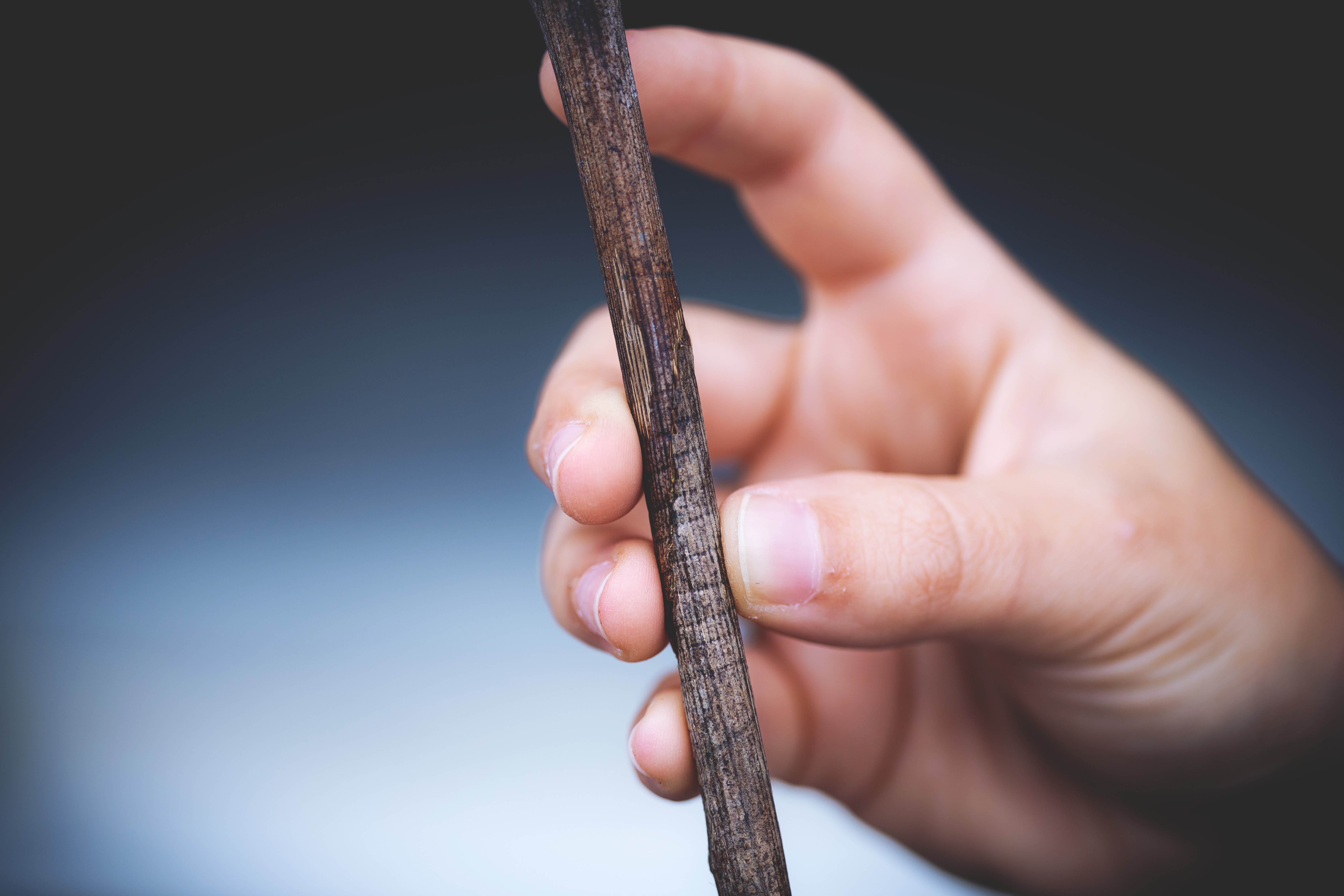 Close-up of a dark green leaf showing its textured surface and central vein against a muted background.